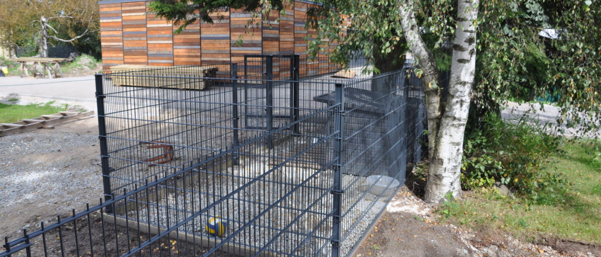 Koera aedik